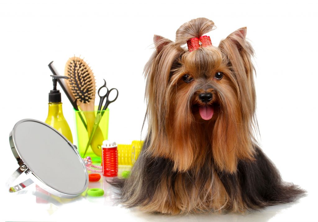 Mobile dog grooming services