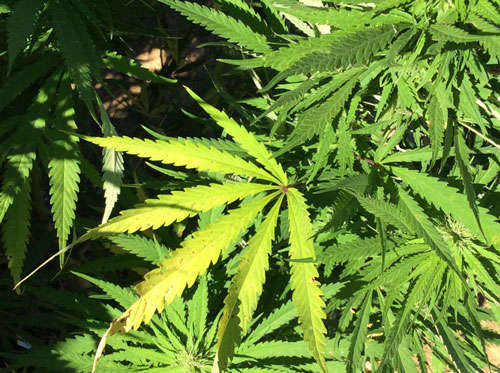 weed delivery canada